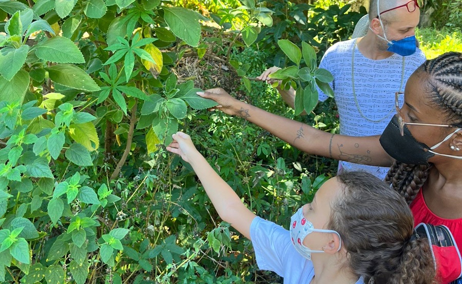 Plantas viajantes e o mundo dos vegetais