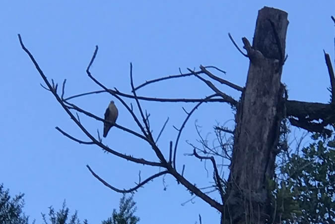 20220405 observacaoaves dstq